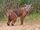 Bobcat