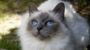 Persian White Cat In Forest