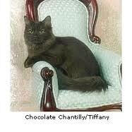 Chantilly Tiffany Cat Cats Wiki Fandom