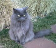 Grey Longhaired Female Cat