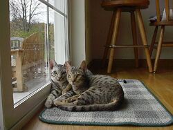 Oreo and Shadow Ocicats