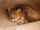 Rusty-spotted Cat