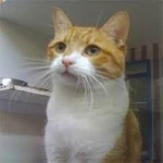 Cat!.jpg (5 KB) A golden cat