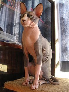File:Sphynx cat wearing clothes.jpg - Wikipedia