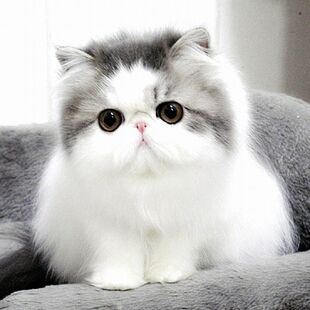 White And Grey Beautiful Persian Kitten