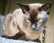 British Burmese