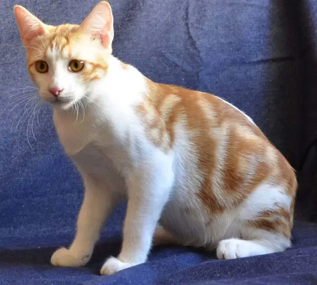 What Cat Breeds are Orange & White: Stunning Varieties Revealed