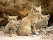 Sand-cats