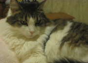 Crystal - American Longhair Cat.png