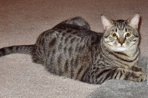 Tabby cat - Wikipedia