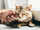 Purr