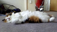1399761833788.2.jpg (52 KB) A longhaired calico