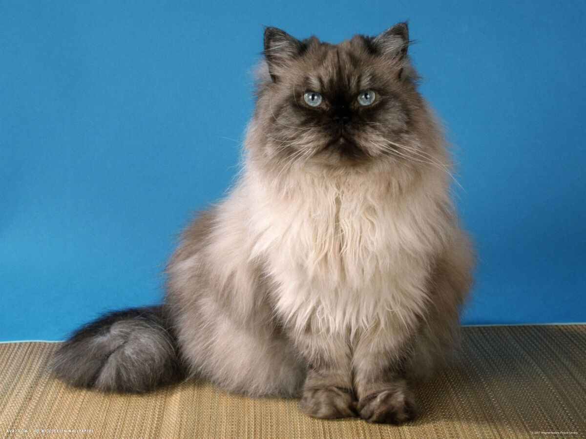 cream point himalayan cat