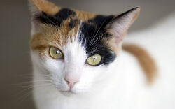 calico cat with yellow eyes