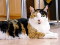 Calico cats.jpg (20 KB)