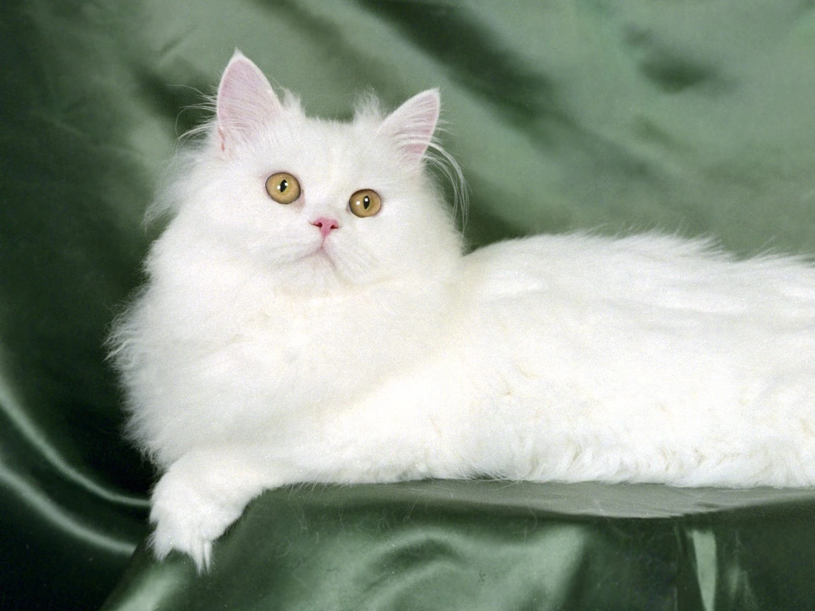 White Persian Cat