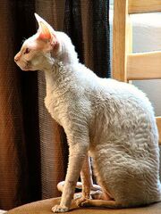 White Cornish Rex