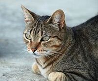 220px-Felis silvestris - July 2007-1-1-