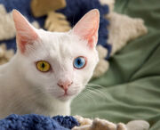 Odd-eyed cat-01