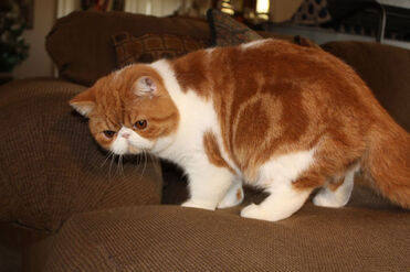 Exotic Shorthair - (Red Mackerel Tabby and White)