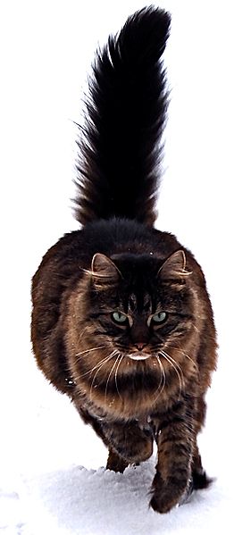 Maine Coon Cats Wiki Fandom