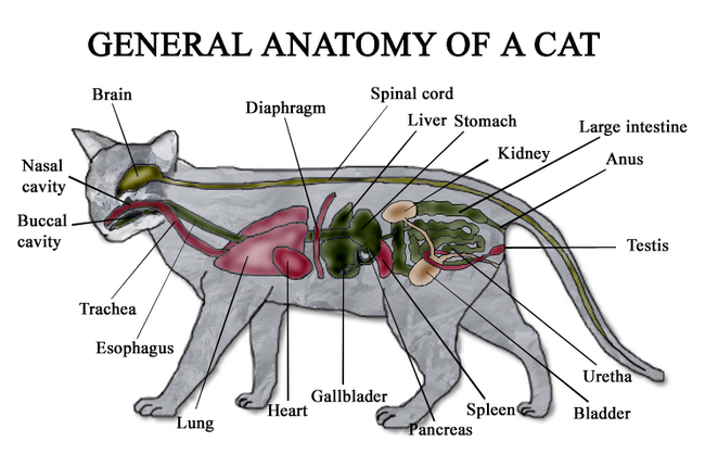 sacral vertebrae cat