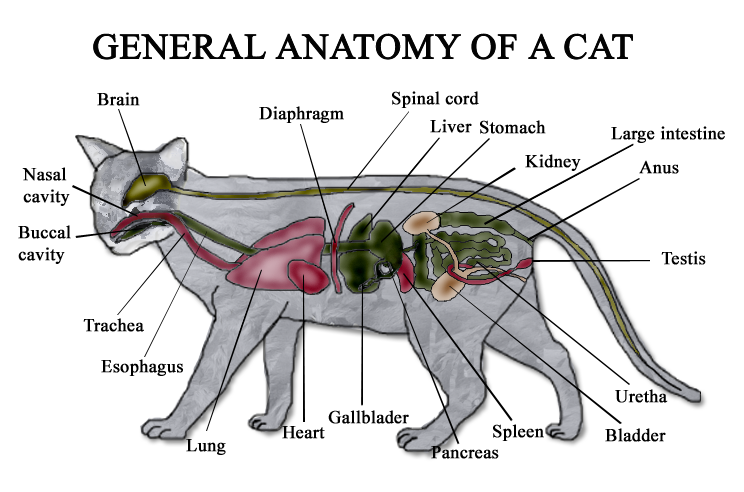 how do cats mate diagram