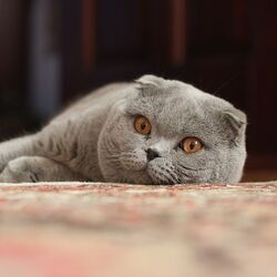 Adult Scottish Fold