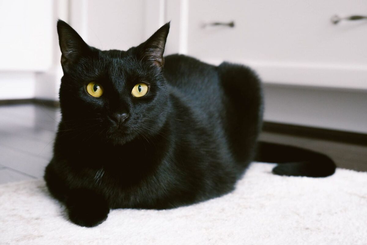 Chatterbait Black Cat Cat Chatter 45g