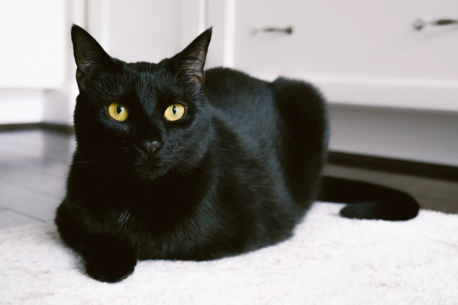 Breeds of Black Cats: Stunning Varieties You Must Know About