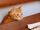 Cats Wiki:Community Portal
