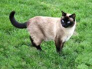 Neighbours Siamese