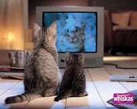 Whiskas ad