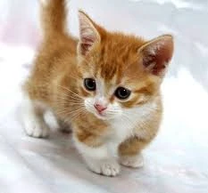 Munchkin Cats Gallery Cats Wiki Fandom