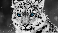Snow leopard wallpaper