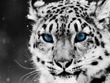 Snow Leopard