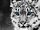 Snow Leopard