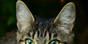 Cat ears