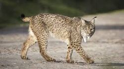 Iberian lynx guide: species facts and where they live in the wild -  Discover Wildlife