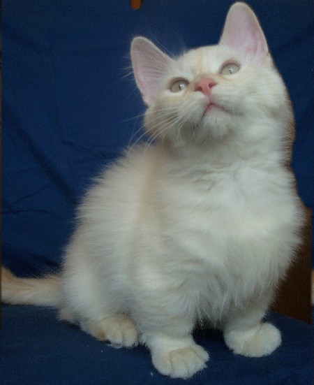 Munchkin  International Cat Care