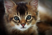 Somali cat 2