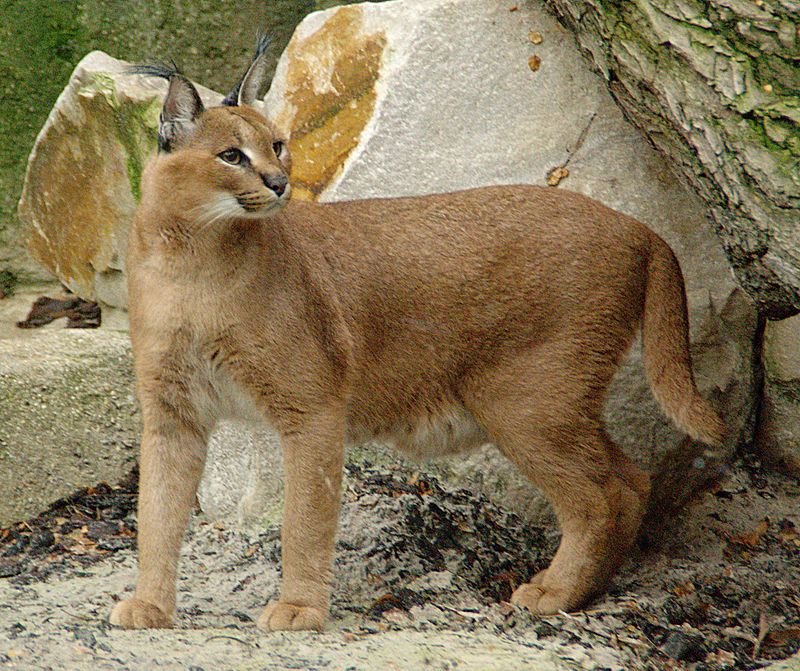 Chinese mountain cat - Wikipedia