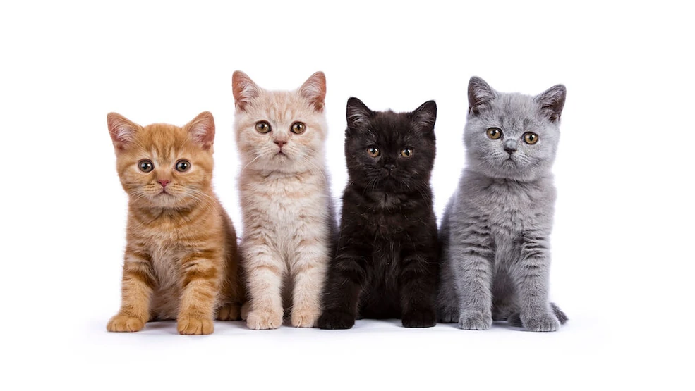 Who Registers Cat Breeds: Unveiling the Official Authorities