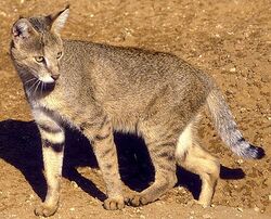 Jungle cat - Wikipedia