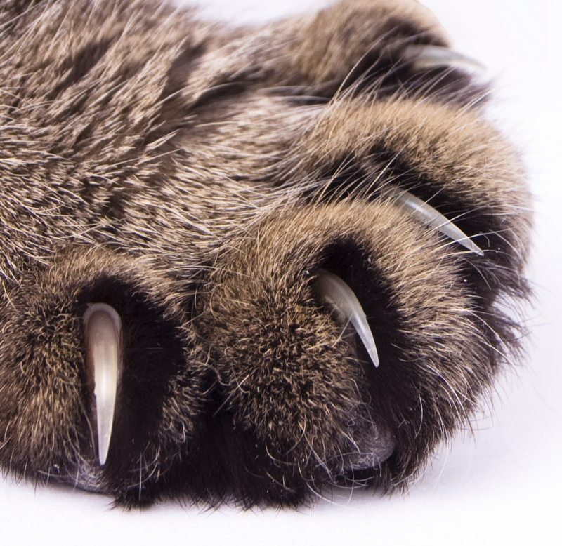 Cat cheap front claws