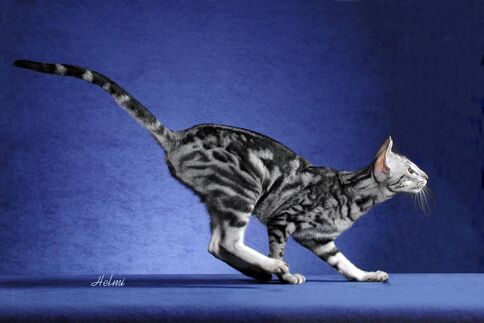 Oriental Shorthair Cats For Sale