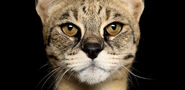 Savannah cat face