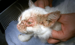 Cat skin disorder