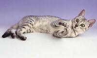 Egyptian mau-1-