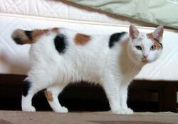 Manx breed cat named Inkku